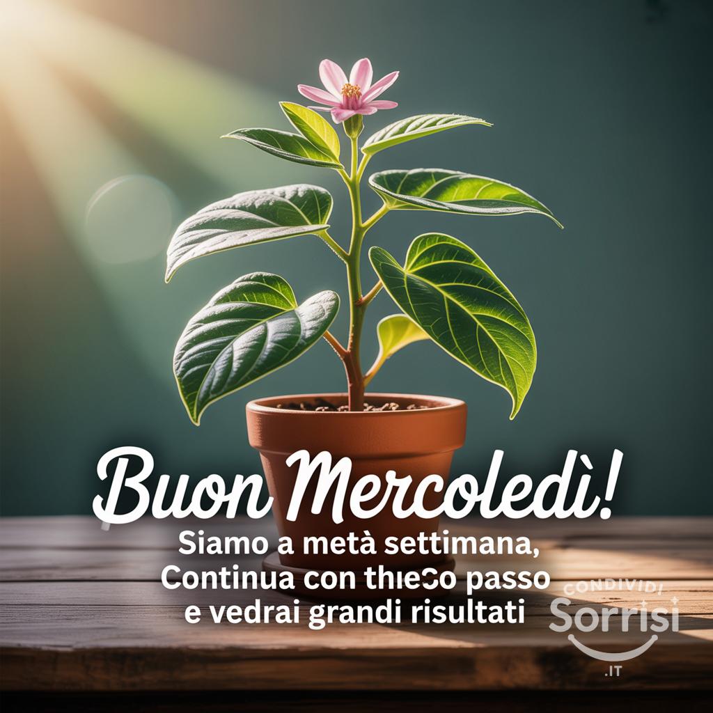 Buon mercoledì! Siamo a metà settimana, continua con questo passo e vedrai grandi risultati